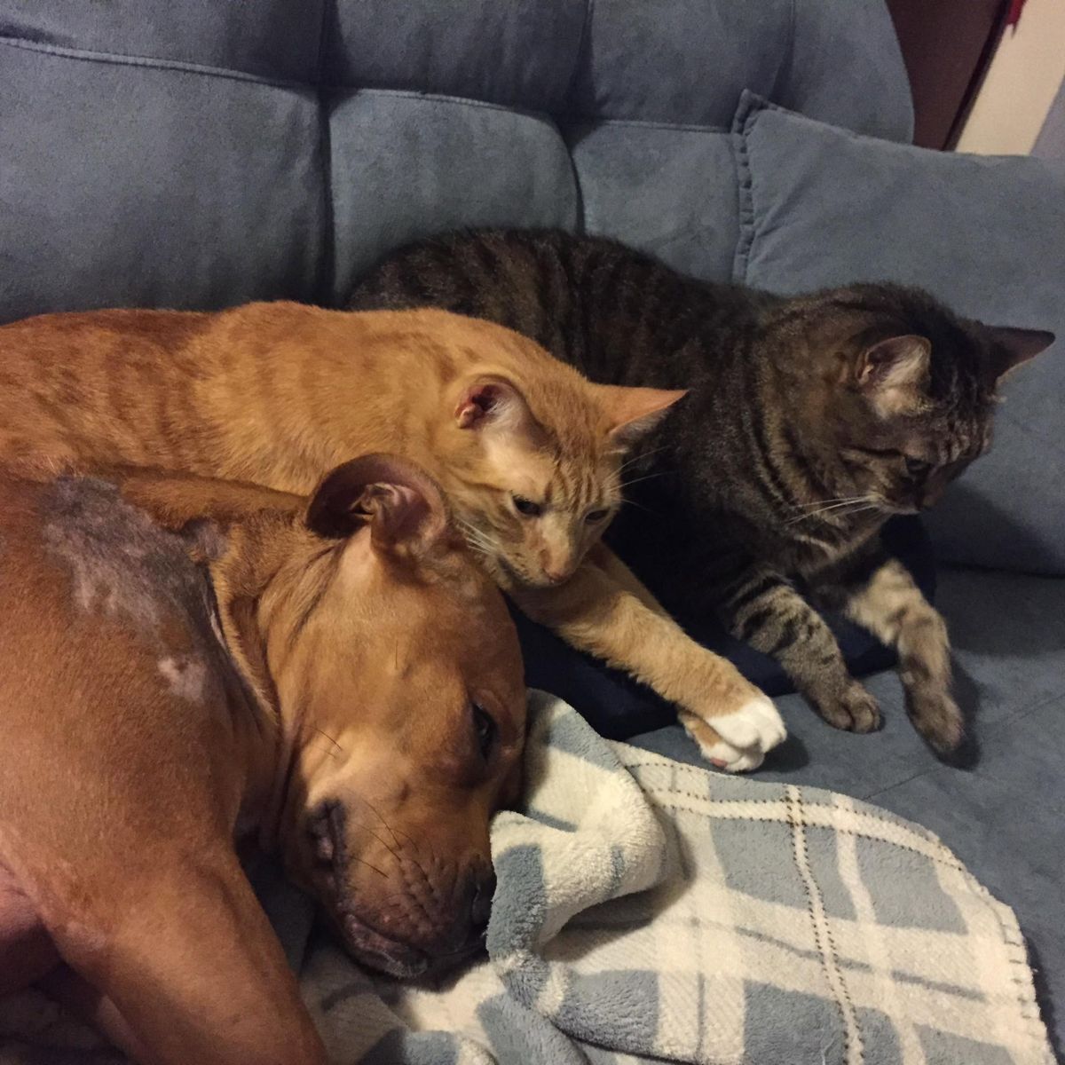 Orange and tabby cats cuddled up on the couch