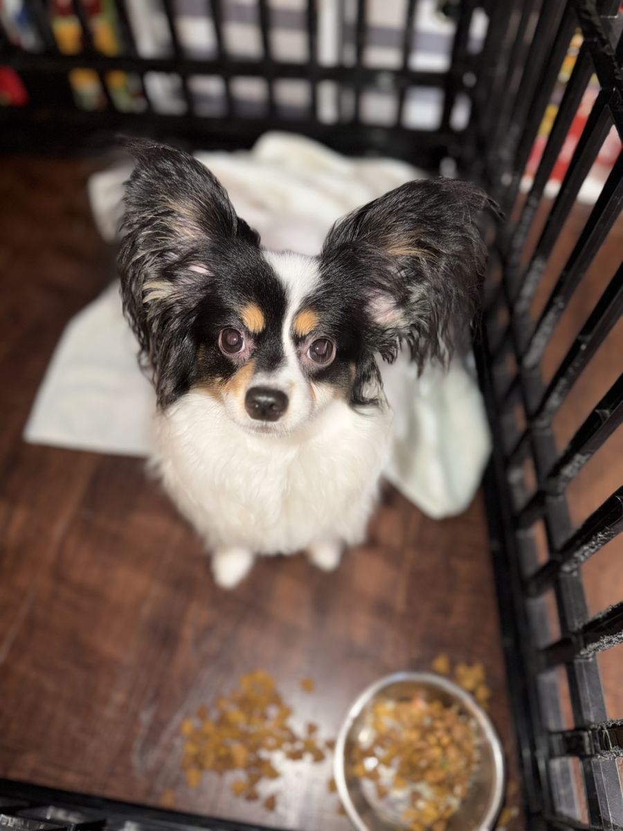 Papillon waiting by its food bowl during an in-home visit