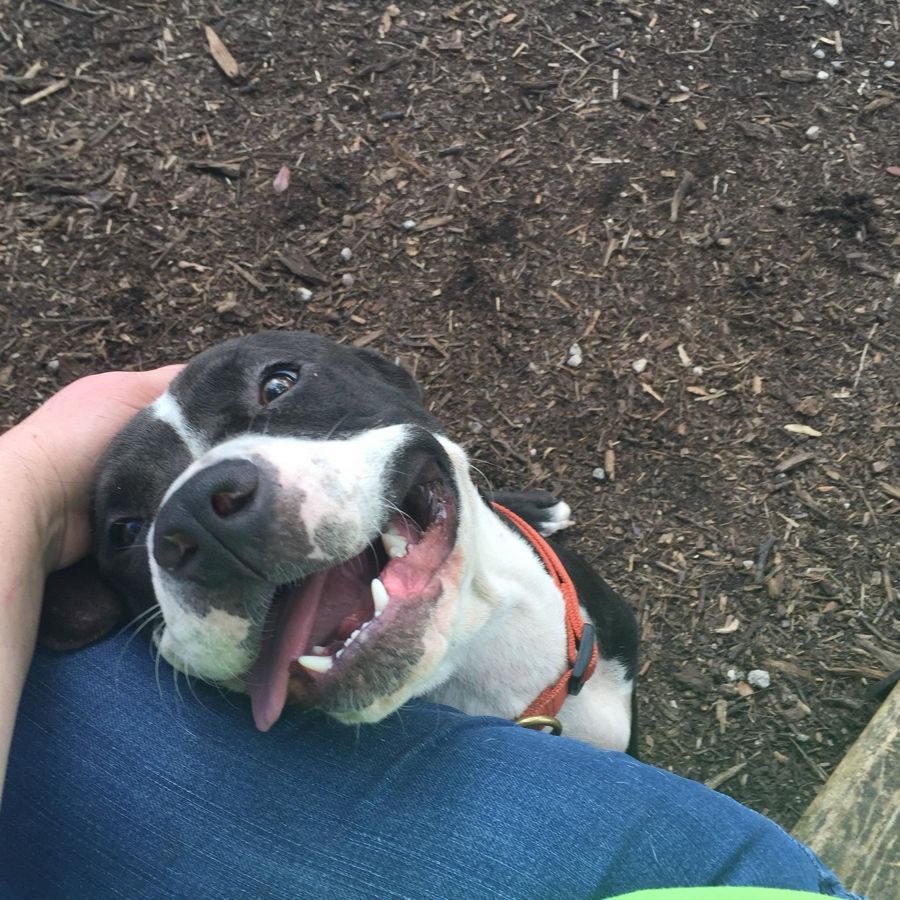 Happy dog smiling up at the camera