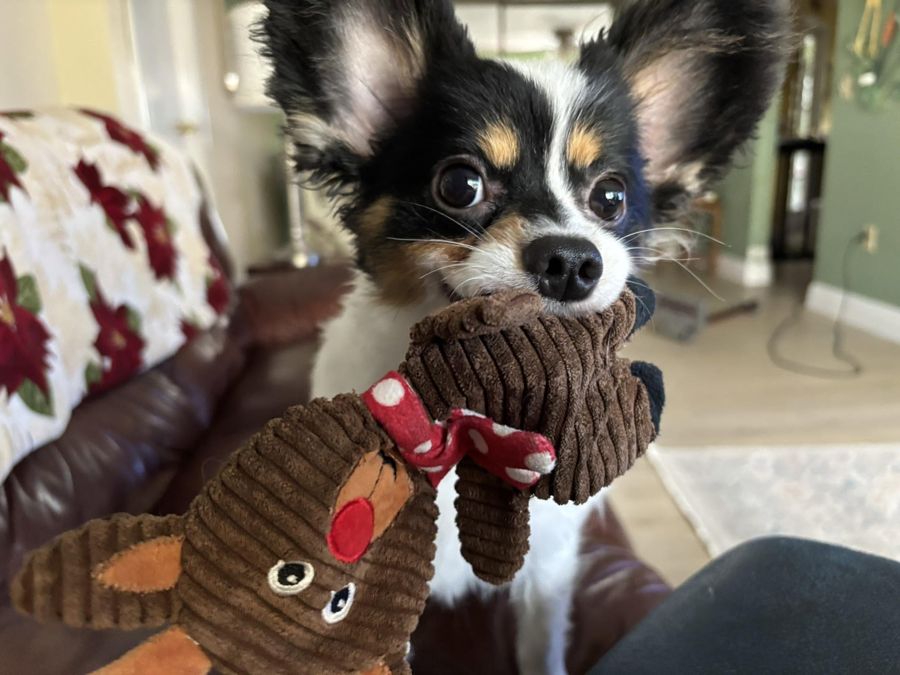 Papillon holding a holiday toy