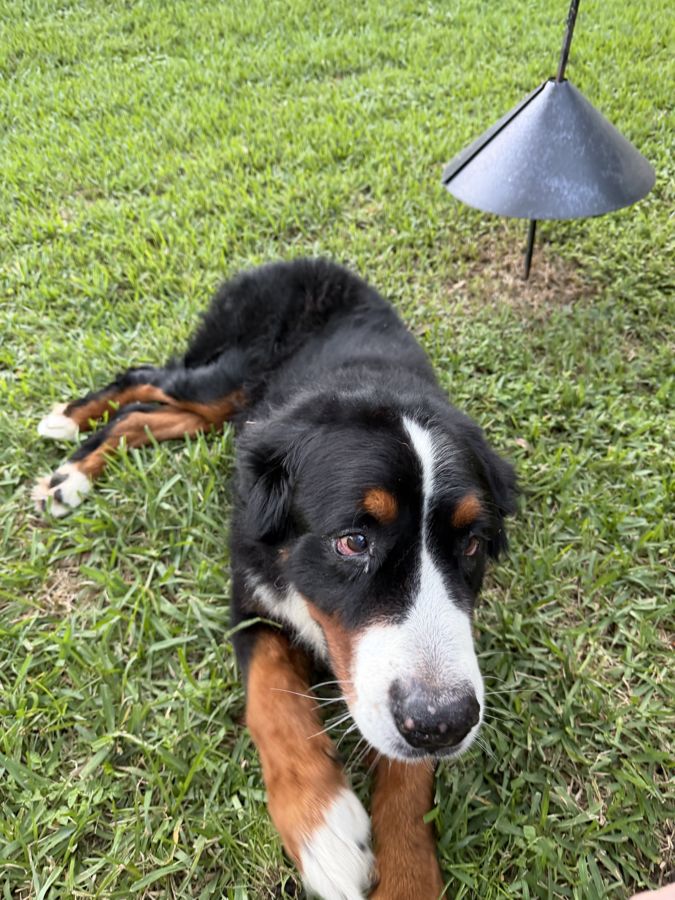 Bernese mountain dog lying in the grass