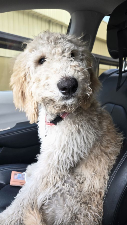 Fluffy doodle riding in the car