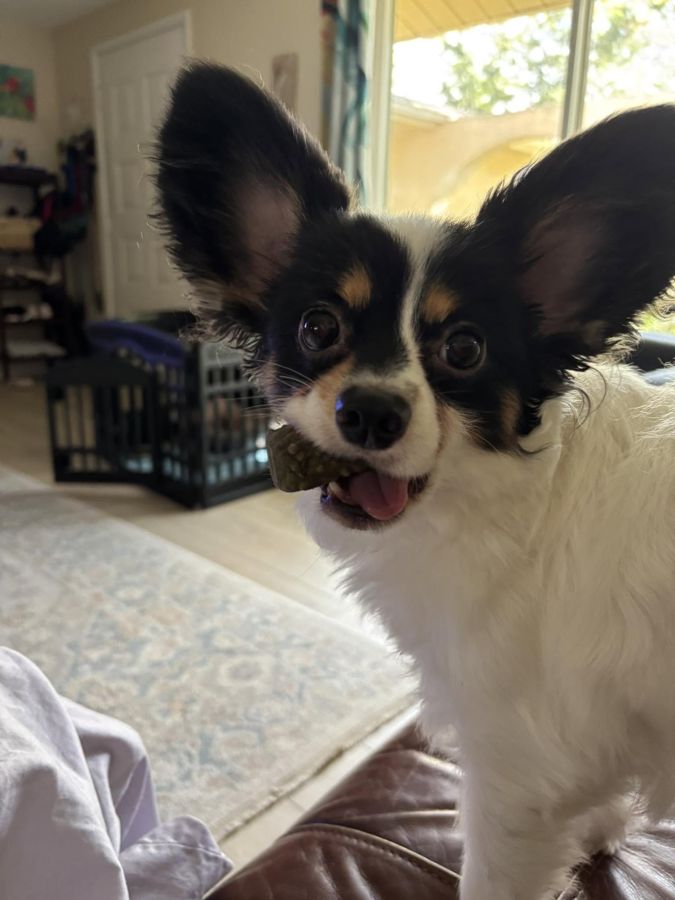 Papillon puppy with big ears