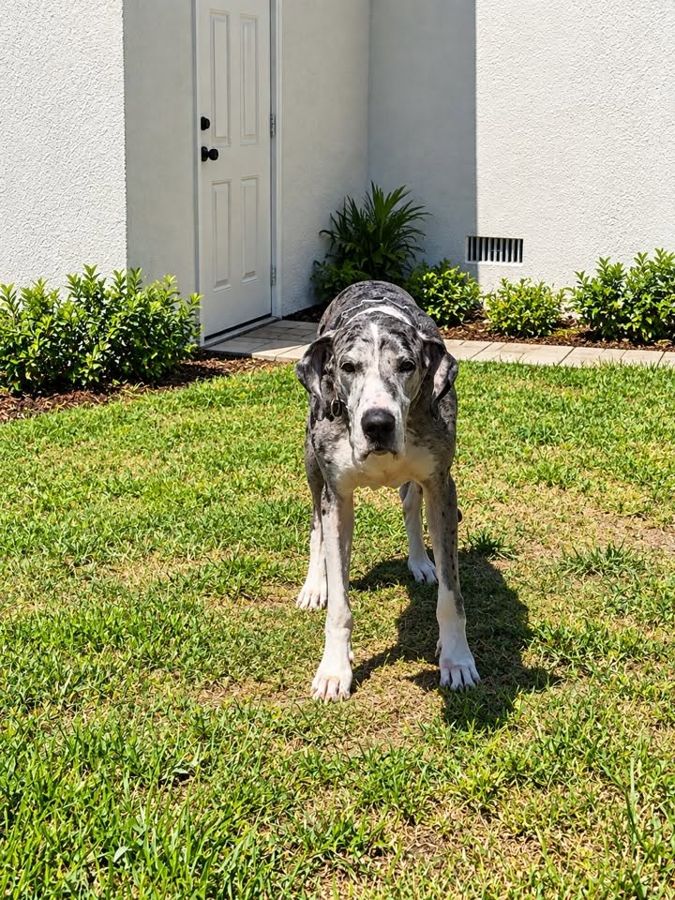 Great Dane standing in the yard