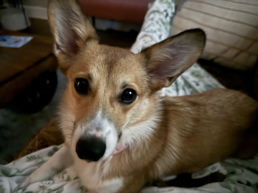Corgi with big ears looking at the camera