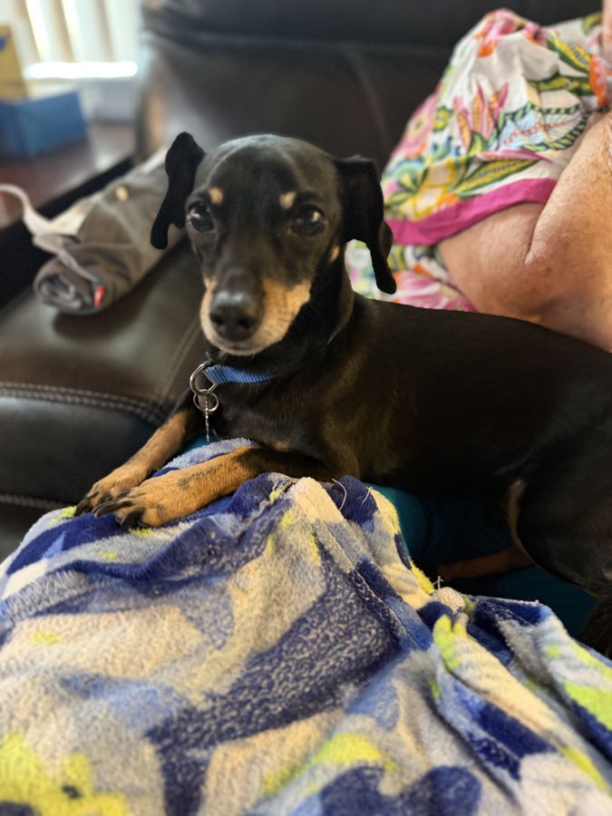 Dachshund relaxing on the couch