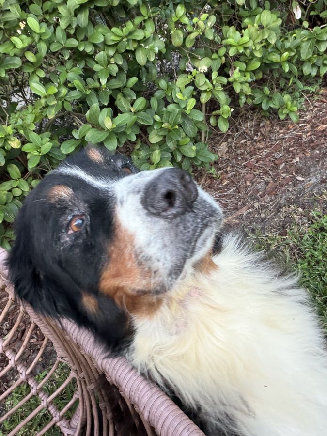 Bernese mountain dog looking up