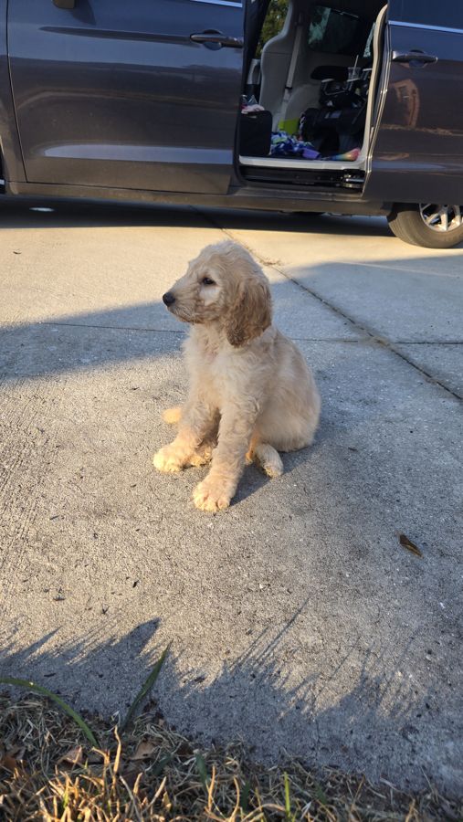 Golden puppy sitting on the driveway