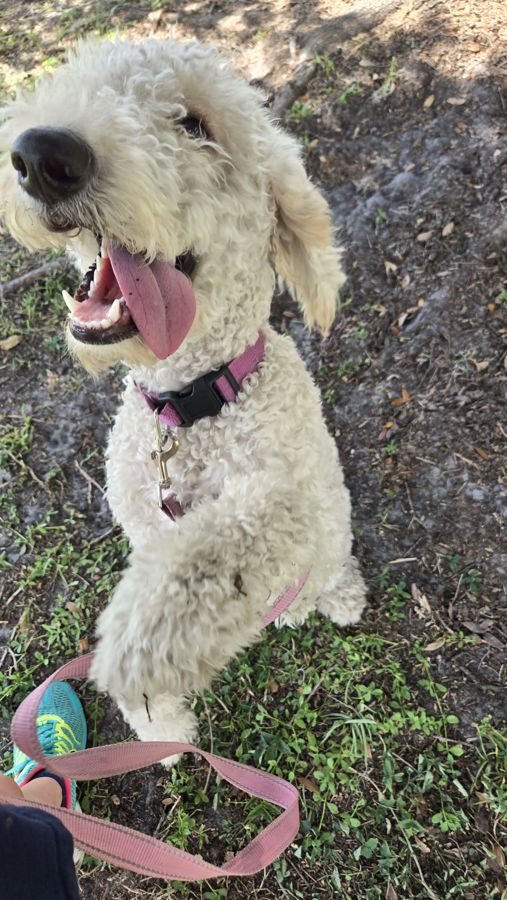 Doodle with tongue out on a walk