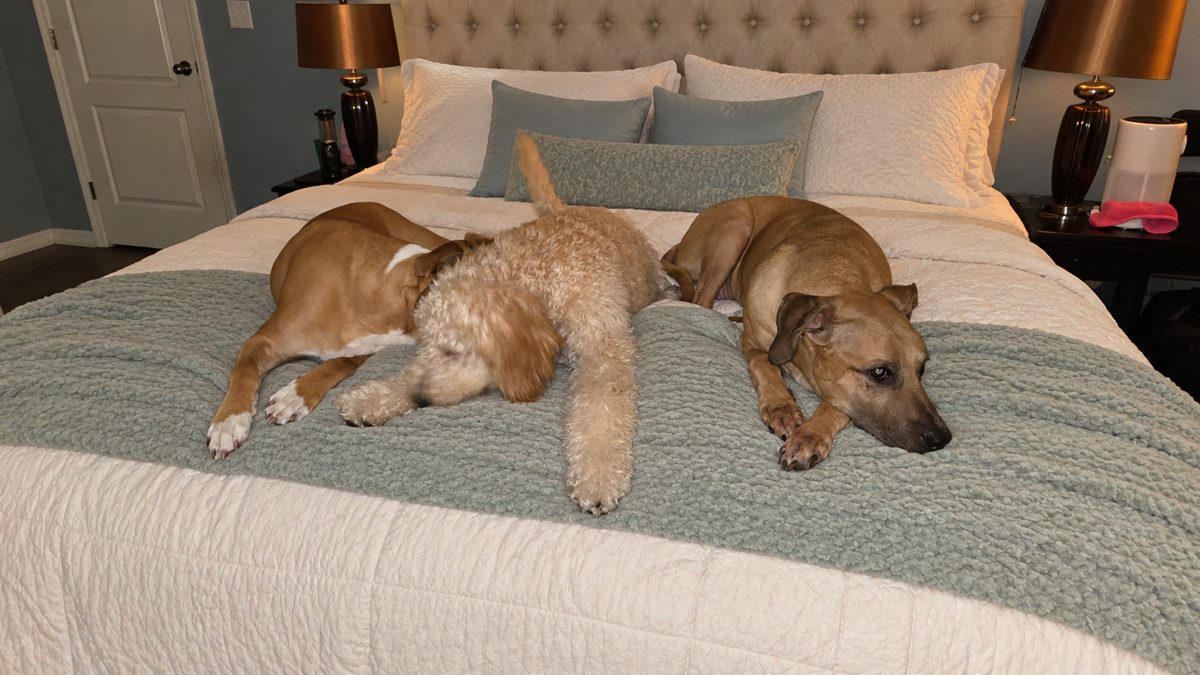Three dogs napping together on a bed
