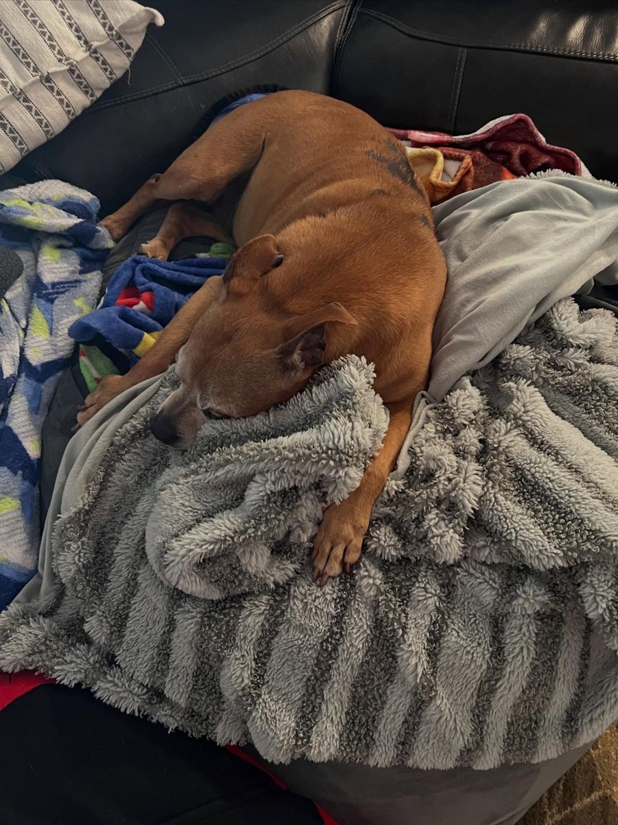 Senior dog resting on a soft blanket