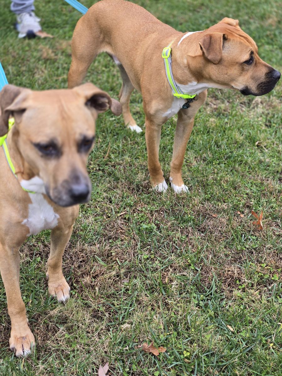 Two happy dogs on leashes during a walk